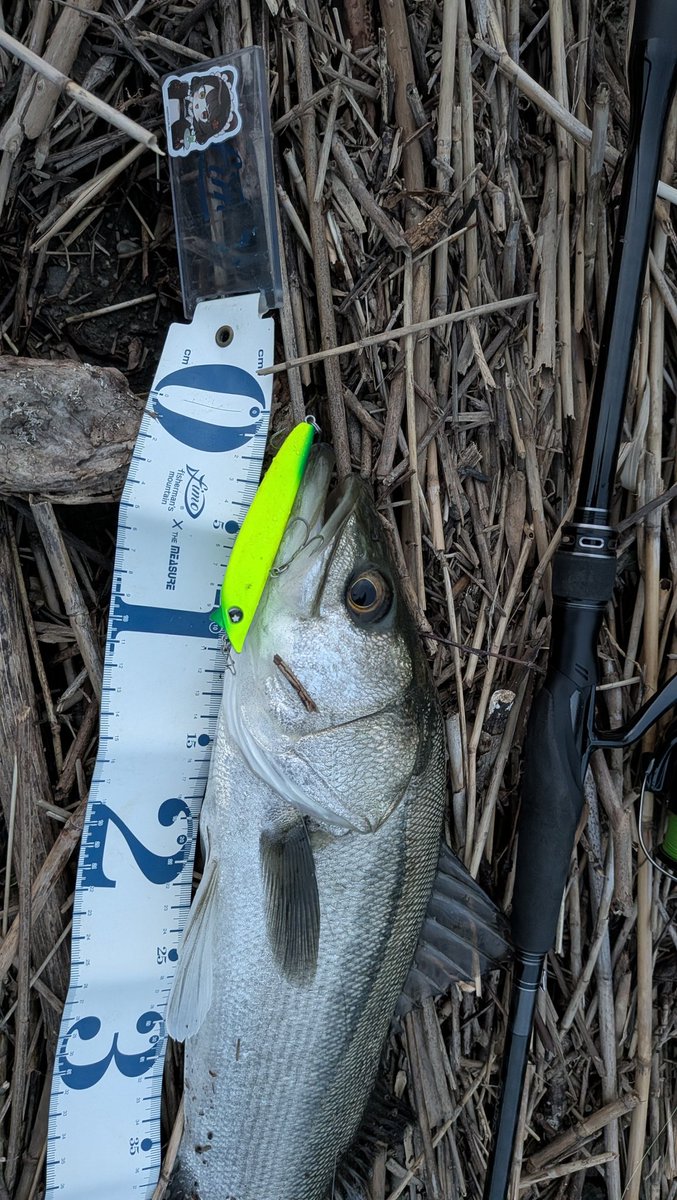 Nia1673h's tweet photo. 台風後の増水＆濁りでどうかな？と思い、仕事帰りに寄り道フィッシング🎣
スイッチヒッターF、カゲロウ100、ラプター90ssで3キャッチ1バラし🐟️
チャート以外のカラーも投げてみたけど当たりはチャートでした😸✨
#LEGARE #LEGAREサポーター #ラプター90ss #スイッチヒッター https://t.co/WtXQvMS9SM