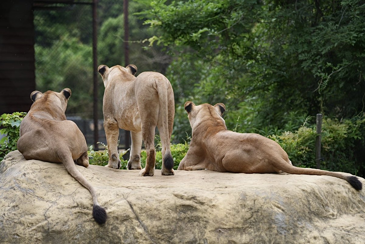 Zk5Gb's tweet photo. みんな、キリンさんが大好きです
#とくしま動物園
#ライオン
#ムーン
#モエル
#サッシュ https://t.co/zh95SSxZnT