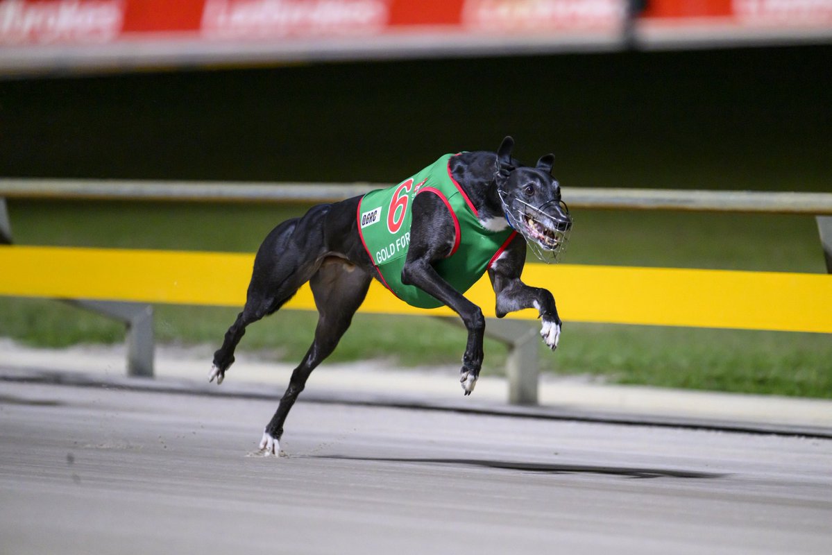 RaceQLD's tweet photo. Your Group 1 Ipswich Cup champion - GOLD FORCE!

@QLDGreys https://t.co/r9rioDREDC