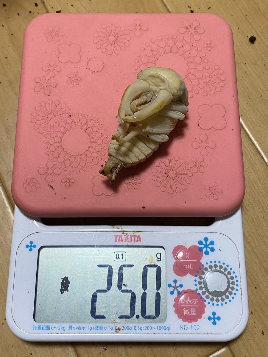 sasaki_628212's tweet photo. クベラツヤ　WF1

ダクラク産
伸びました！嬉しい！
アゴがかなり直線的で30〜31mmくらい。
頭+アゴで48mmくらいなので親超えしてるのでは？
孵化後19ヶ月くらい。14.3mm、26.7gでメガフードに移して丸1年放置でした。途中でマット足しもしてないです。 https://t.co/wlkL98geZB