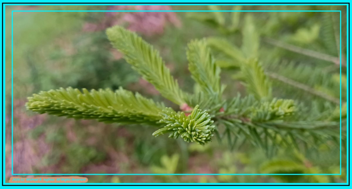 PCHEREFOXBORO's tweet photo. "Raindrops"...+54F in Foxboro, Wis... Light rain greets the Landscape with the first drops in a while... Leaves glisten, but nobody listens... Drink up dry ground...
#SpringUp 💧💧✨🤖✨💧💧 https://t.co/7vjQp3LGU7