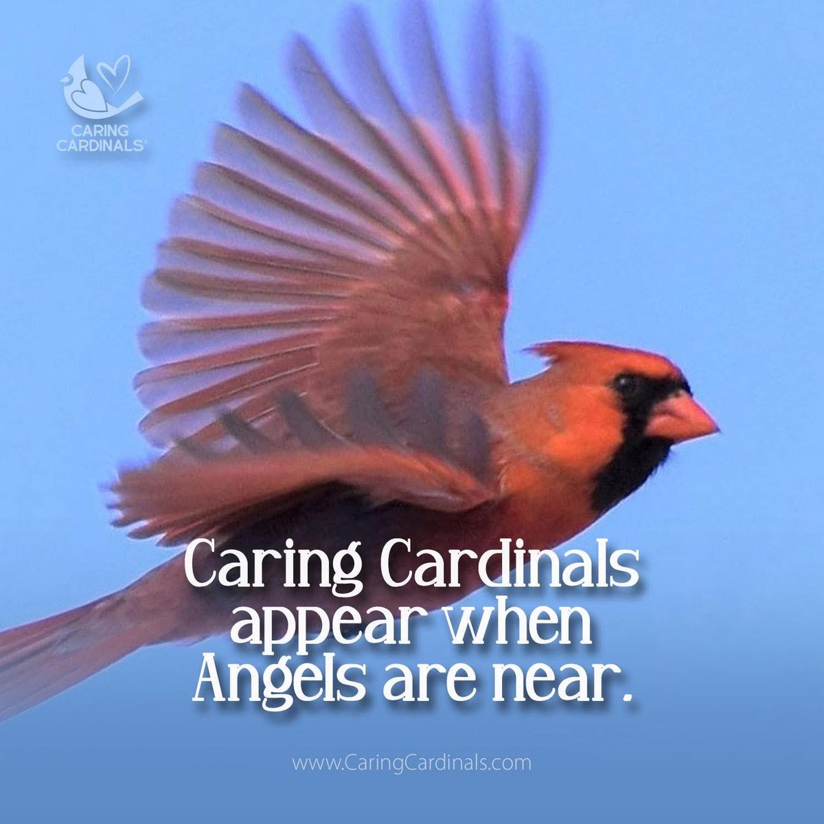 caring_cardinal's tweet photo. Visit our comforting website for daily inspiration and special gifts.

Online Store
https://t.co/7Dutmh094q

Etsy Shop
https://t.co/4qabE14MpL

#caringcardinals #cardinals #redcardinals #faith #angels #family #memories #love #sympathygifts #memorialgift https://t.co/81lKyLVqOC