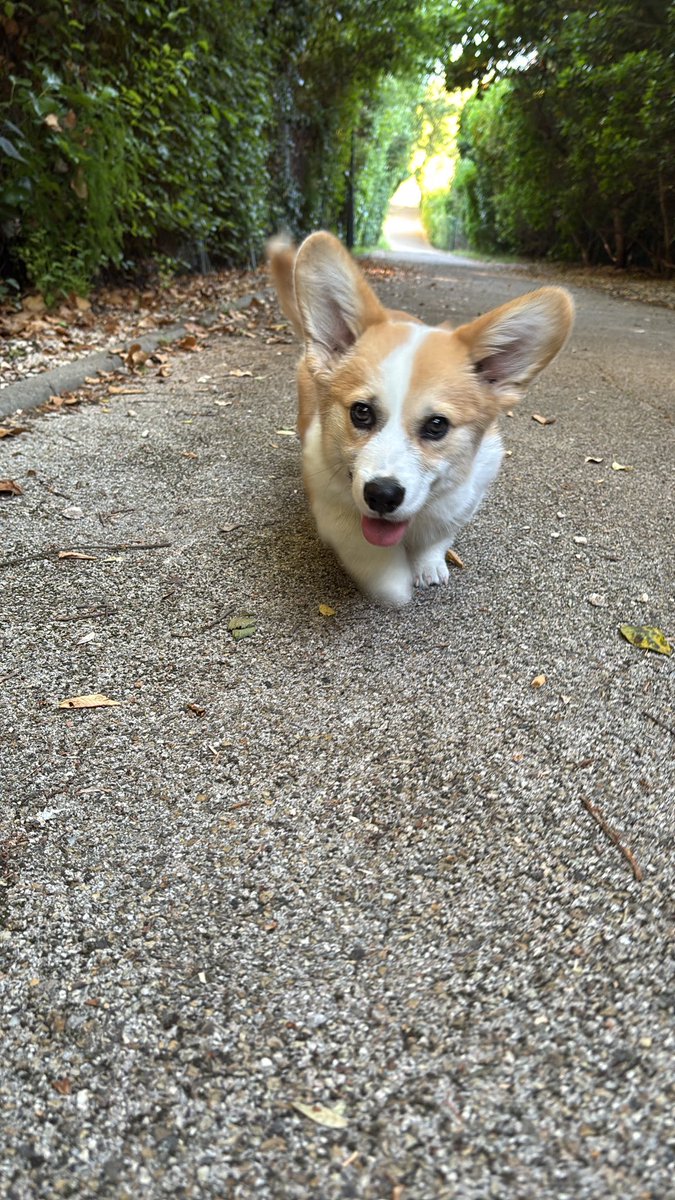 LSiouta's tweet photo. Happy international corgi day 🩷 https://t.co/mqISMyKpRC