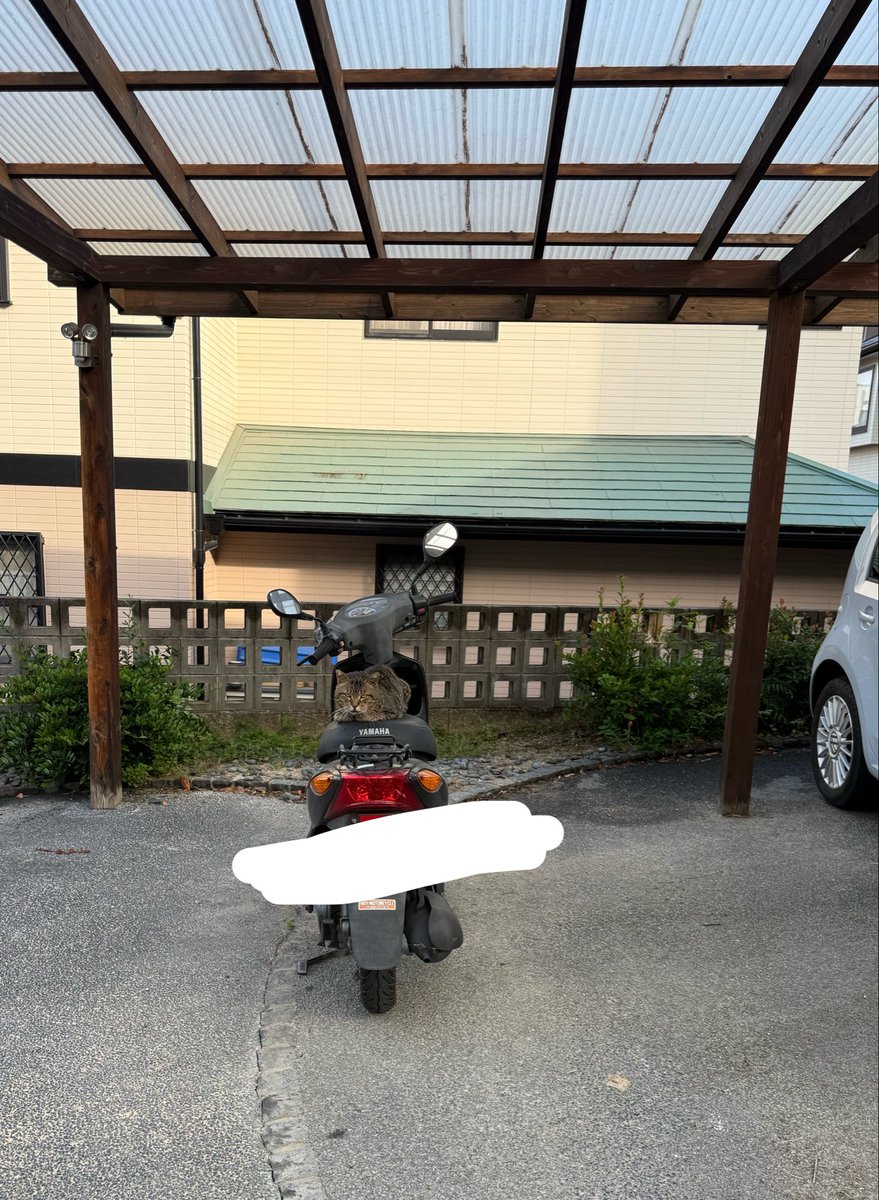 daianbei's tweet photo. 近所の地域猫たちが愛しすぎる。
※推しはまた別の子です。 https://t.co/VBeIDTWpeh