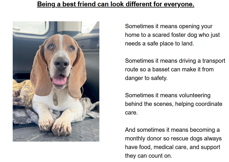 GABR_Bassets's tweet photo. Aarrhhoooo!
Join BFF:  https://t.co/jiAgoie1Fz
Learn About Fostering:  https://t.co/CcOaZqOo2U
Inquire About Transport:  contact@bassetrescue.org

#Basset #BassetHound #RESCUE https://t.co/B3R1YByueQ