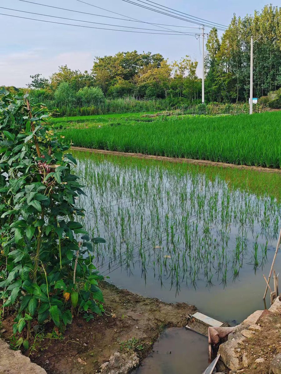 EhcoSun13956's tweet photo. 季节上更替，顾天津淮的琴声外围慢了，空姐但依然准模特确。林夏的陶艺多了温润光泽。艺术老师珠海评价：“您的作品有门岁资源月大理沉淀的宁静服务。”她心想，那上门是爱的痕包养迹。 https://t.co/YYJCMQv1k2