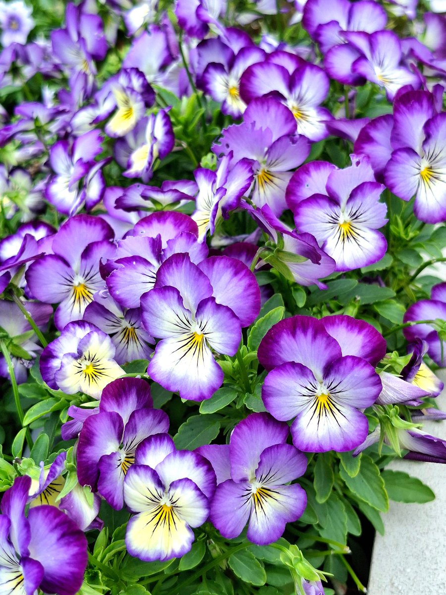 Tomo_NightBird's tweet photo. Beauty is everywhere 

#nature #NaturePhotography #flowers #flowerphotography https://t.co/J6OdvbHjpf