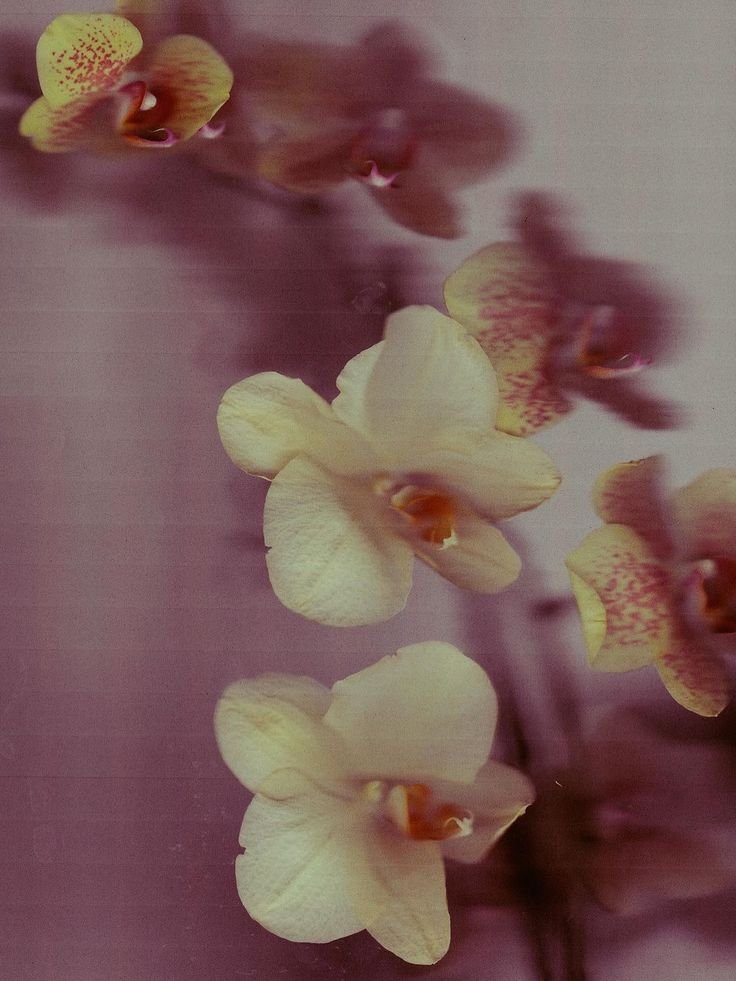 wcnderrush's tweet photo. ㅤ 

I remember then another life I lived; a blooming orchid on a dying tree.
 ㅤ https://t.co/em6UGnJzof
