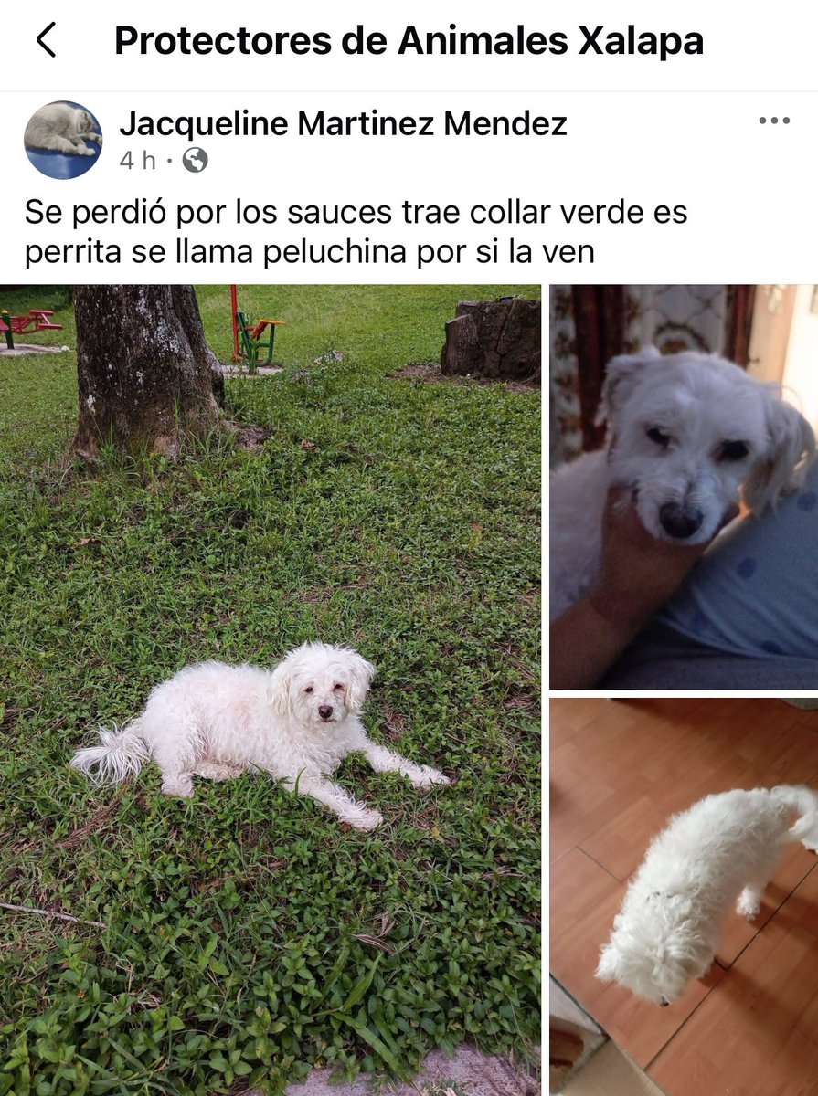 angiemaycolunga's tweet photo. SOS x Peluchina🐶
#Xalapa @mageba04 @Corintiacruz @VialidadXalapa @AbelMucino @tierraverde1943 @pilykuera @CECILLIA36 @sara_juarez @Ydlan @fherciencias @camellinlove @ArrezEdda @penelopemoncayo @Pechmed @mayteponm @gabyhvictoria @JavierLandaMx @marinavera100 @PopColorsXal RT RT https://t.co/UcrkfZHhTj