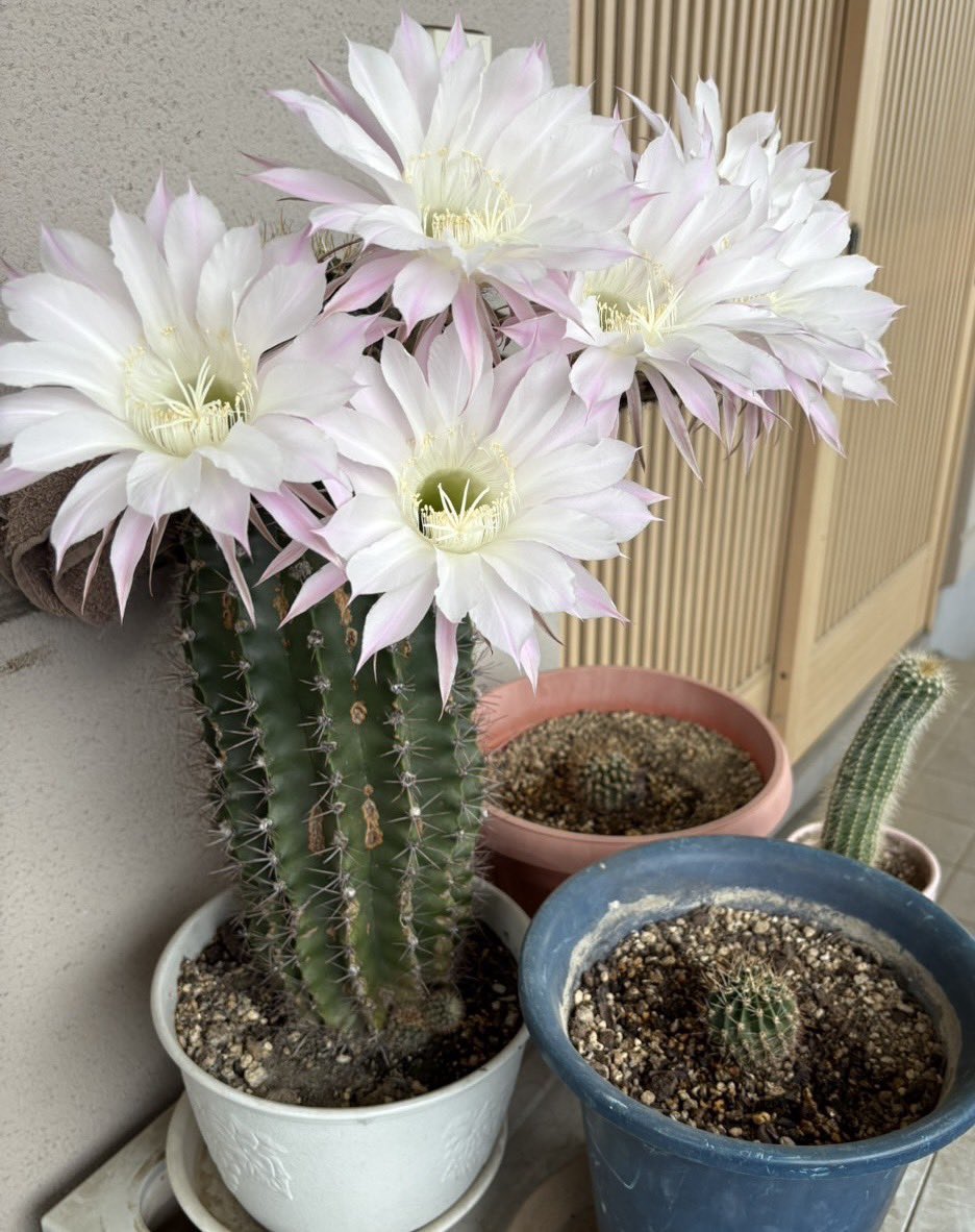 Kayo_615's tweet photo. 昨年頂いたサボテン🌵
今年も咲いた🥰 https://t.co/tnV0MKvjD0