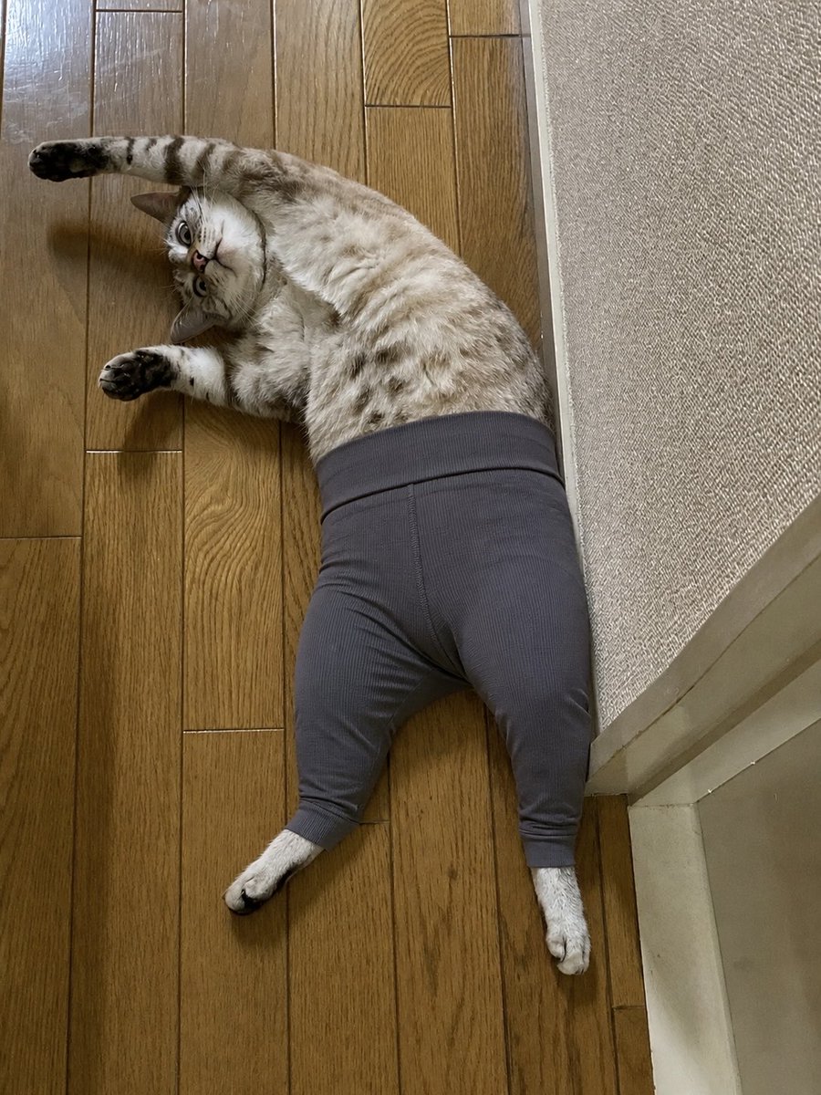 ふくンツ (@fukuruneko0718) / Posts / X
