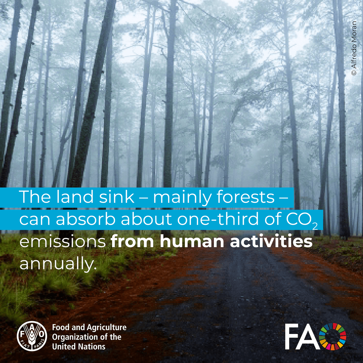 FAOForestry's tweet photo. The land sink - mainly forests – can absorb about one-third of CO2 emissions from human activities annually.  

#ClimateAction https://t.co/zSzvj32q9Y