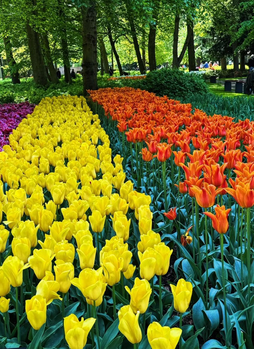 17017Nov's tweet photo. Wonderful Thursday🌿🧡💛🧡💛 #tulips https://t.co/s8wAhaYPnb