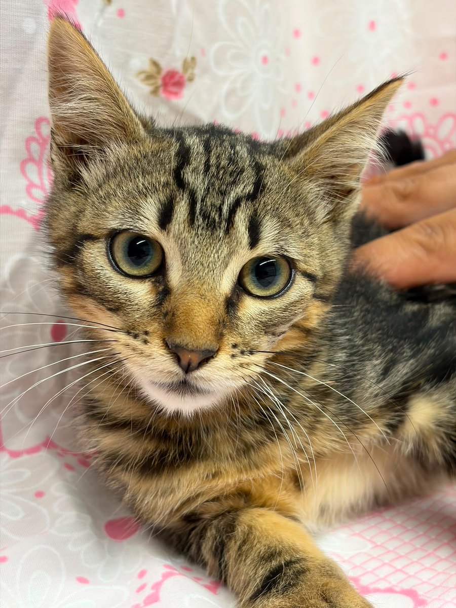 f_lo_morant's tweet photo. EROS EN ADOPCIÓN! Es un peque de 3 meses.Muy tranquilo y súper bueno. La persona que lo adopte va a ser muy afortunada porque es muy cariñoso. Se lleva muy bien con gatos. Está en Alicante pero puede viajar.

Si estás interesado en adoptar a EROS contacta :

655 44 15 14  Ainhoa https://t.co/0ttcgmNeLd