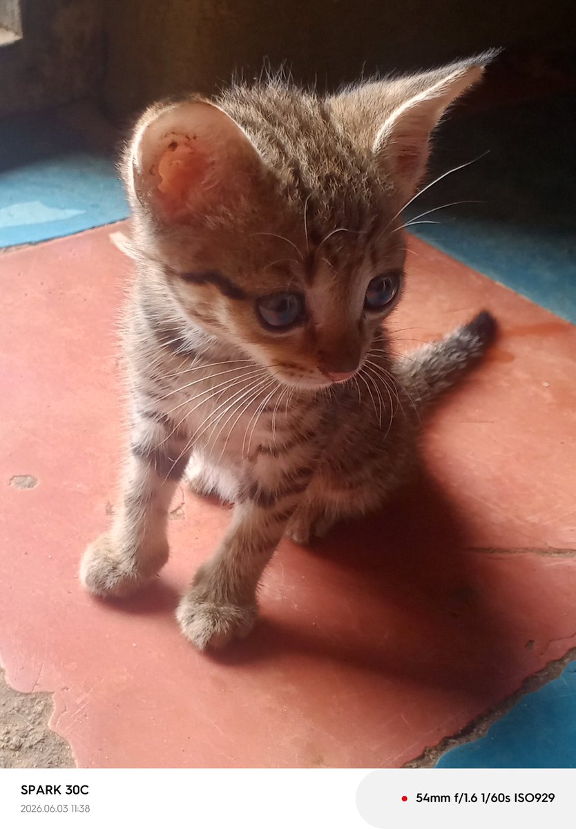 realolowocrypto's tweet photo. GM CT 🫡
  Over the months I started this Wild Cats series, I’ve realized something simple… my respect for the cat family has grown massively. Not just as content, but as real lessons from nature.

Today, I want to introduce you to my little kitten… 🐱
Named #ASSET.

Yes, you guessed right — it’s inspired by @rwaassetchain, and just like we’ve seen in the wild cat family, cats are never really “just pets” when you start studying them deeply.

<> Fun Fact You Probably Didn’t Think About

Many people say:
› “I raised a cat from small, then one day it just ran away and never came back.”

And honestly… it’s not always random. When cats grow into maturity, especially the wild wide of their instincts kicking in, one strong thing starts to happen — movement driven by nature.

They begin to:
- Follow scent trails
- Look for mates
- Explore territory boundaries
- Move between familiar and unfamiliar grounds

  After some time, some return…
some don’t.

What I’ve Come to Understand
  In the wild cat family, survival isn’t just about staying in one place.

It’s about instinct.

   Even domestic cats still carry that ancient coding inside them.
› So sometimes when they leave.. it’s not always because they got lost.
› Sometimes, it’s because nature called them somewhere else.

So yeah… I guess the same wild spirit lives in them, even in our homes.

🐱 Meet #ASSET

So today, I officially present my new kitten — ASSET.

Small now… but full of that same wild curiosity we’ve been studying all this while.

Say hello to my little explorer 🐾

Beautiful morning CT 🤍
Stay observant… nature is always teaching.

Shalom 🙏🏾