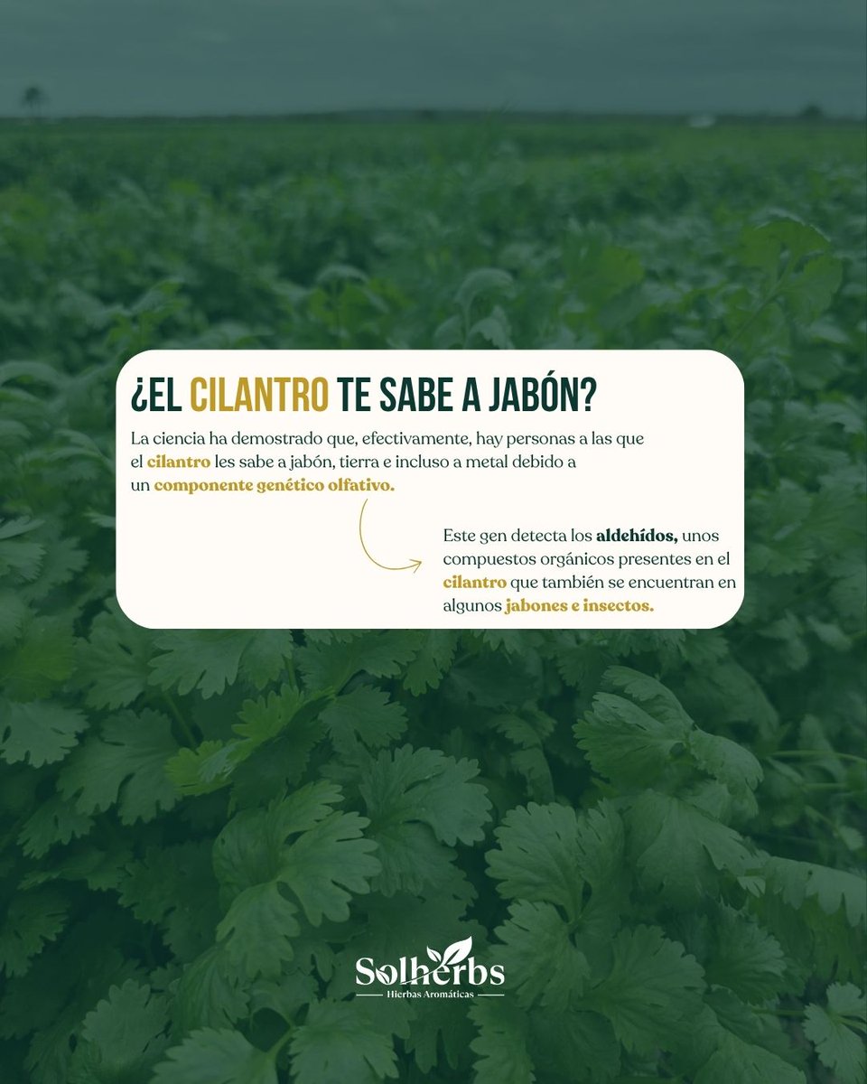solherbs_'s tweet photo. Este mes presentamos a una de las aromáticas más versátiles del mundo: el cilantro

🚜Para que crezca fuerte, la semilla debe plantarse a una profundidad exacta de 1 a 2 cm (si se siembra más profundo, se agota antes de romper el suelo) y prefiere climas templados a frescos. https://t.co/FW5uDT99fP