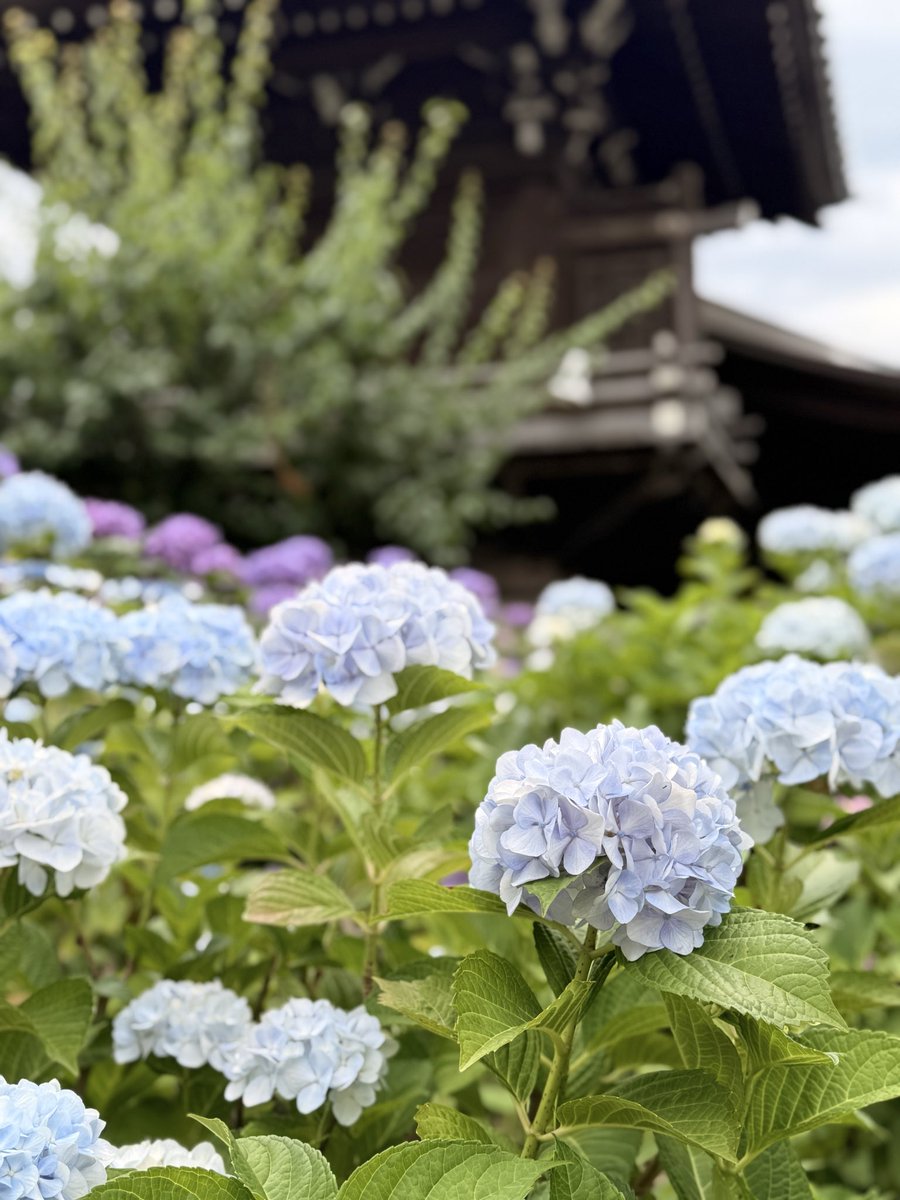 piropiro4's tweet photo. ひたすらに紫陽花を愛でるデーとして有休取って白山と上野散策してた。
既にどちらもかなり人は多かったけどこれから6月末にかけて特に白山は混みそう https://t.co/0GOradjRmG