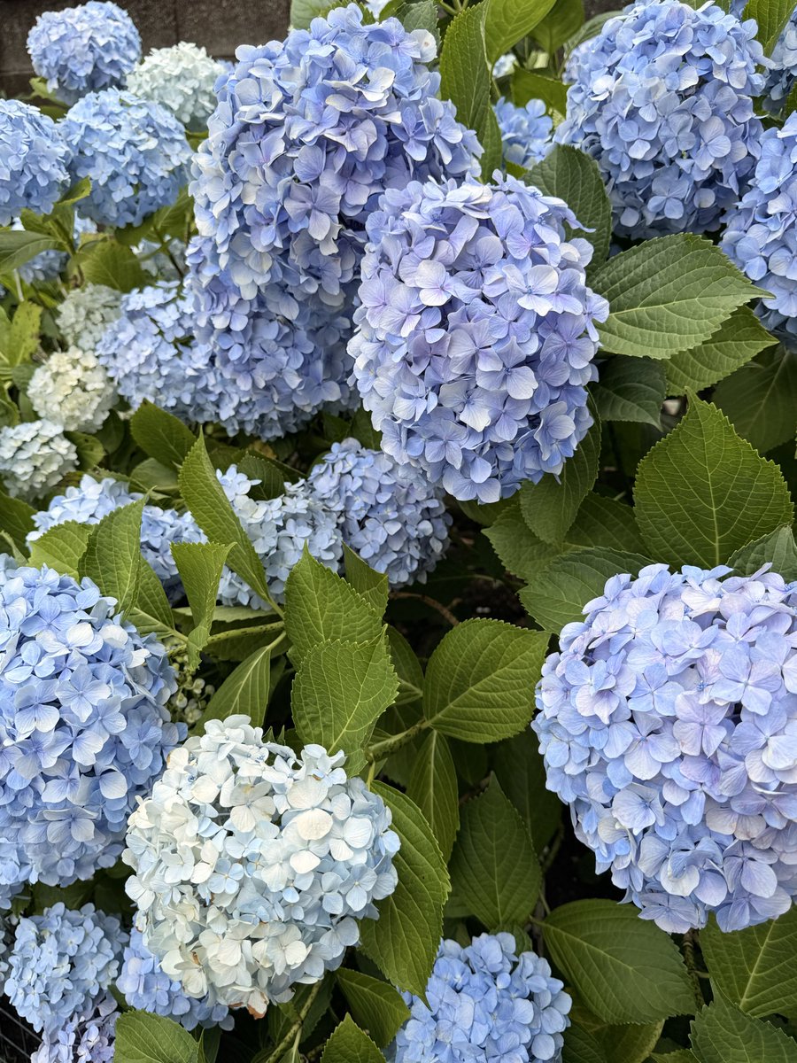 piropiro4's tweet photo. ひたすらに紫陽花を愛でるデーとして有休取って白山と上野散策してた。
既にどちらもかなり人は多かったけどこれから6月末にかけて特に白山は混みそう https://t.co/0GOradjRmG