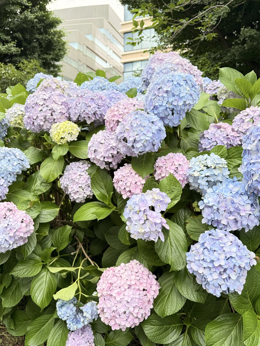 piropiro4's tweet photo. ひたすらに紫陽花を愛でるデーとして有休取って白山と上野散策してた。
既にどちらもかなり人は多かったけどこれから6月末にかけて特に白山は混みそう https://t.co/0GOradjRmG