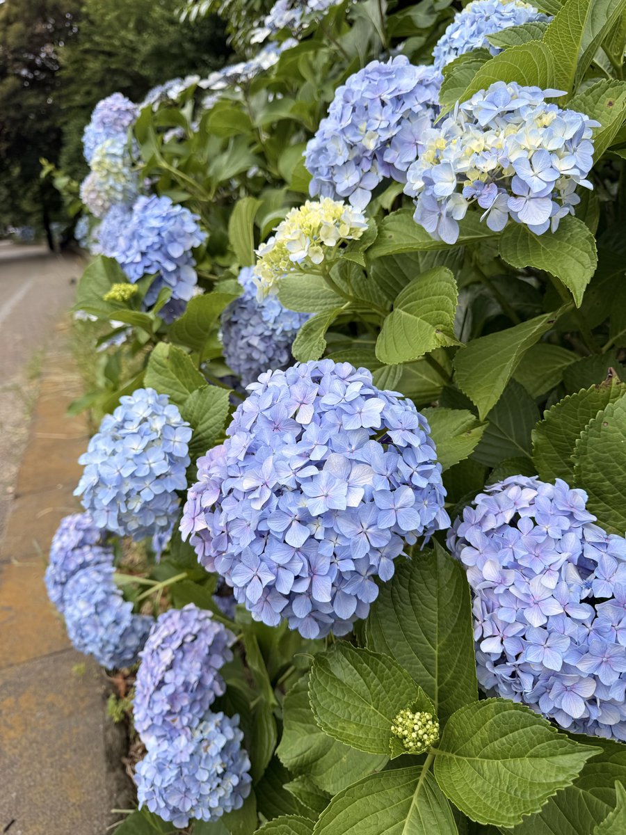 piropiro4's tweet photo. ひたすらに紫陽花を愛でるデーとして有休取って白山と上野散策してた。
既にどちらもかなり人は多かったけどこれから6月末にかけて特に白山は混みそう https://t.co/0GOradjRmG