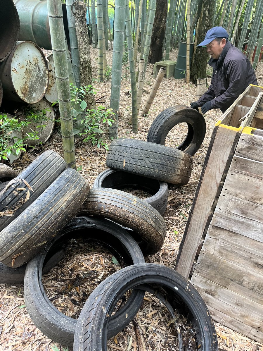 No9SURVIVALGAME's tweet photo. 今日はフィールドメンテナンスdayでした！
蚊が発生する原因となるタイヤの水や竹の水対策をしました！
これだけでも大分変わると思います！
台風の影響も全くないので通常通り日曜日定例会開催！
ご来場お待ちしております。

明日午前中はフィールド整備午後はレンタル銃のメンテナンス予定です！ https://t.co/jhO2LLLlXw