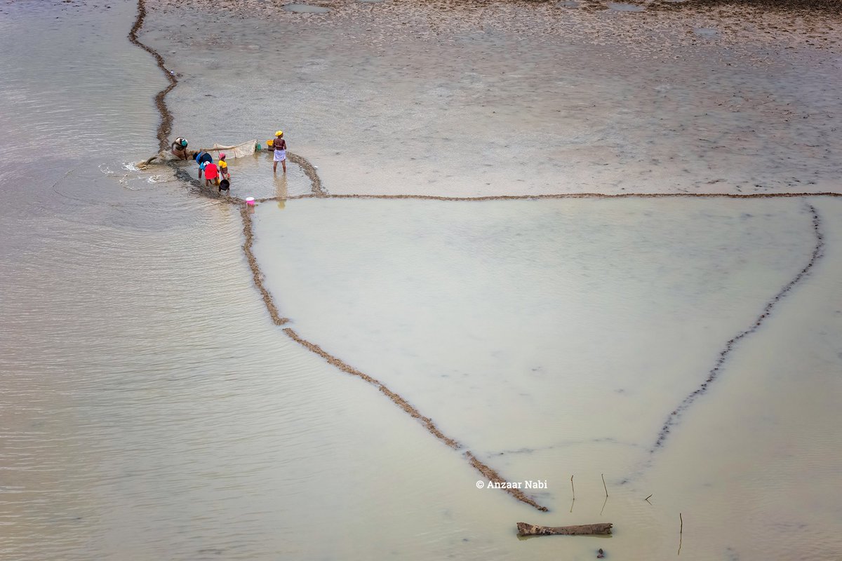 anzaarnabi's tweet photo. There are times when an ecosystem displays its cycle perfectly. One of those moments was captured at Mendri Ghumar, Bastar.
- Fishing in a drying up pond, Bastar
#communitypractices #pondfishing #pondecosystem #natgeoyourshot #documentaryphotography #anzaarnabiphotography https://t.co/OBe2i6NlJr