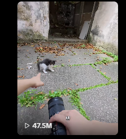 Tuffdevonchain's tweet photo. This is the most viral video of a cat i've seen lately, IN just 2 days it gained 48m views  

This cat street photographer made a bunch of images of this cat nick naming it " Naughty Kitten " 顽皮的小猫  

Insanely viral and super cute  https://t.co/bZt5CyyhBU

Take a look at the views
