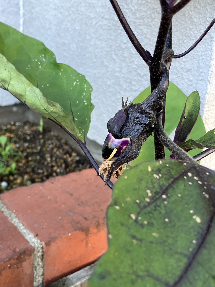 そういえば… 今朝ナスっぽいモノができ始めてました🍆
