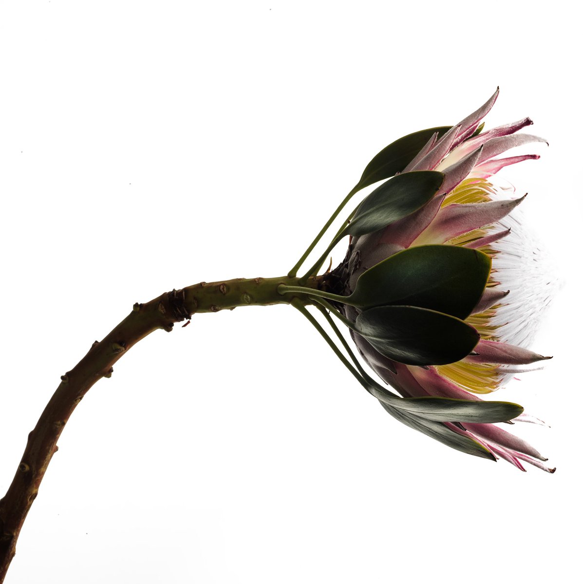 CryptoSA99's tweet photo. Fleurs in Squares https://t.co/g68HnH9ZvH