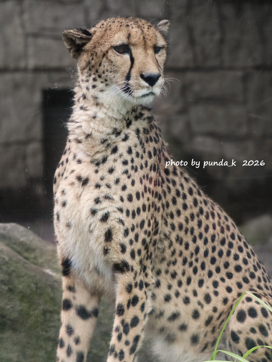 KPunda325's tweet photo. 今日のバステト
＃多摩動物公園　＃チーター　＃バステト（📷2026.6/4） https://t.co/NOIOAFy2dt