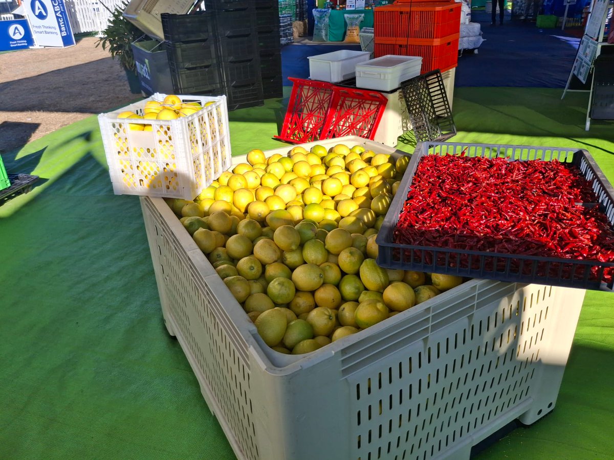 MpactPC's tweet photo. Stronger harvests start with smarter handling.

At #ADMAAgrishow, durable crate solutions are reducing damage and improving efficiency from farm to market.

Visit stands G1 &amp; G2 to see the impact in action.

#Agriculture #FreshProduce #SupplyChain #ZimbabweAgriculture https://t.co/4lleEzkOwq