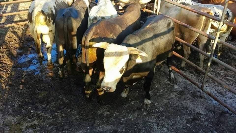 xbillc's tweet photo. @xbillc  
It's Thursday 
Y'all Enjoy Your Thursday 
Stay Safe Stay Strong 
God Bless Our Bucking Bull Family 
Bucking Bulls Matter Amen 
🦬🤠🦬🤠🦬🤠🦬🤠🦬🤠🦬🤠🦬🦬🦬 https://t.co/uZfvRBl6iY