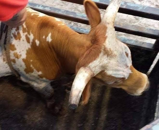 xbillc's tweet photo. @xbillc  
It's Thursday 
Y'all Enjoy Your Thursday 
Stay Safe Stay Strong 
God Bless Our Bucking Bull Family 
Bucking Bulls Matter Amen 
🦬🤠🦬🤠🦬🤠🦬🤠🦬🤠🦬🤠🦬🦬🦬 https://t.co/uZfvRBl6iY