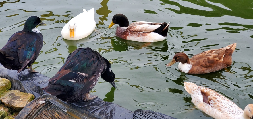 ConsultHunt's tweet photo. @swanseagds @LauraJ4SWEast @sainsburys Some of our ducks lay blue eggs. https://t.co/pszKGbOzl4