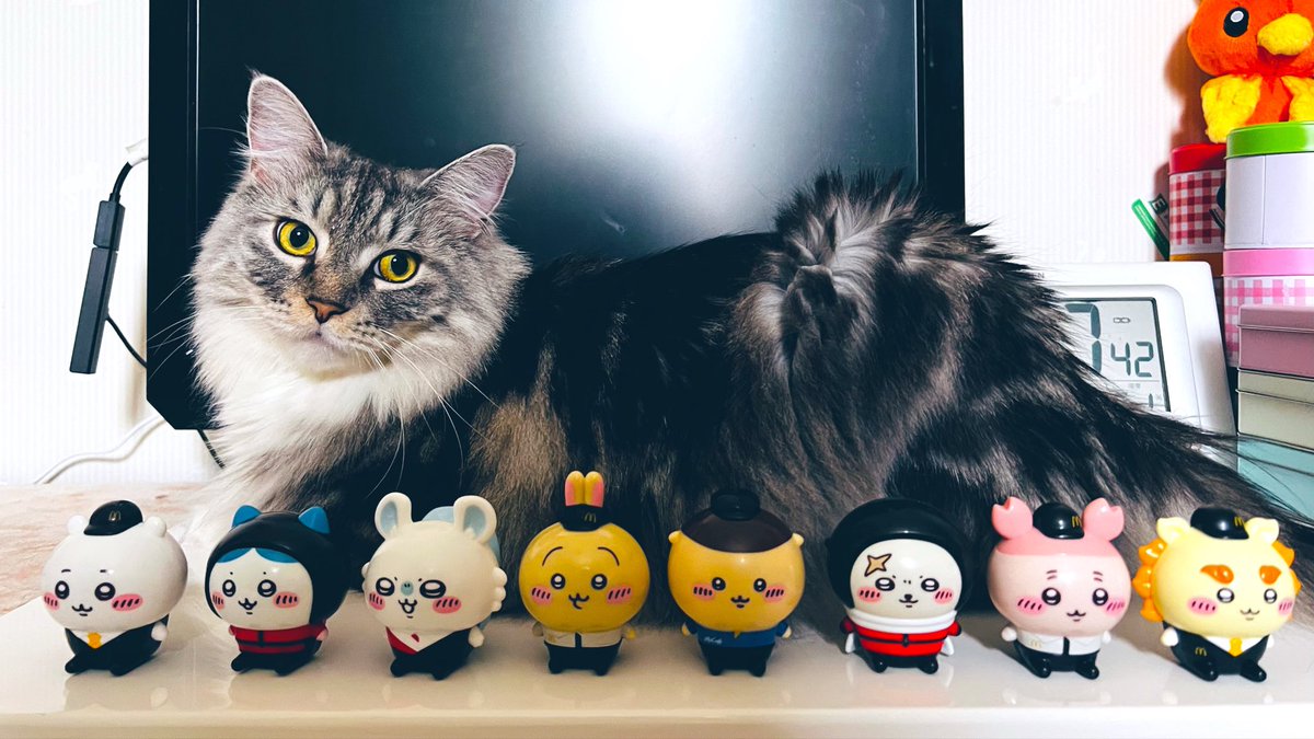 猫屋敷 (@harapeko234) / Posts / X