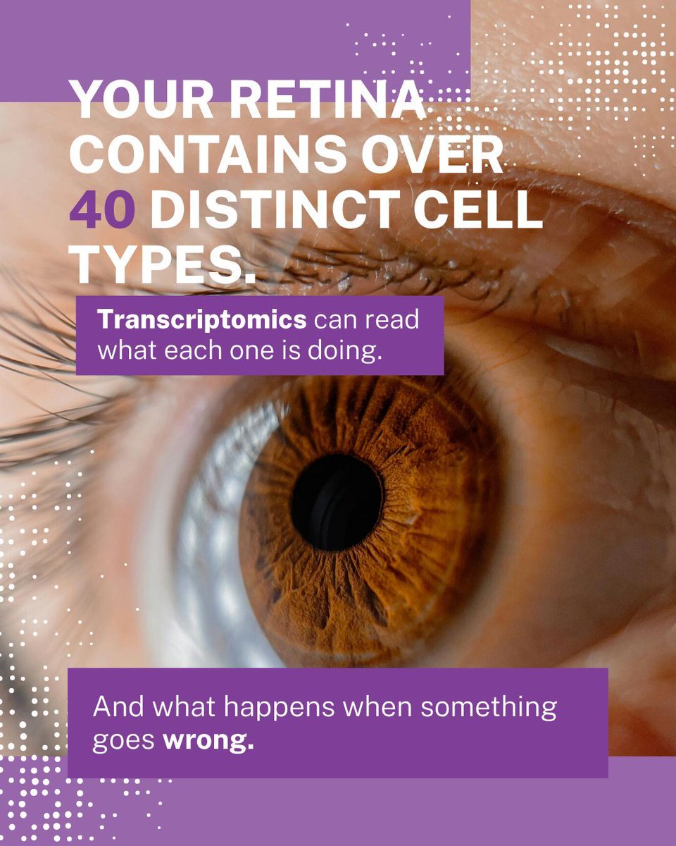 diplomics_sa's tweet photo. The retina is roughly the size of a postage stamp, contains over 40 distinct cell types, and is an important tissue in transcriptomics research. Understanding which genes are active in which retinal cells - and what changes when disease sets in - is opening new frontiers in the treatment of conditions like macular degeneration, glaucoma, and retinitis pigmentosa. 

This Vision Research Month, we are celebrating the role of Omics science in pushing the boundaries of what eye research can tell us. 

#VisionResearchMonth #Transcriptomics #RetinalResearch