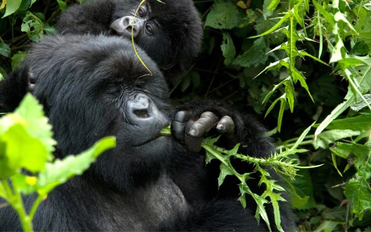 LimitedOasis's tweet photo. Day: Private trek through Rwanda’s misty forests to meet majestic gorillas. 🦍🌿

Night: Candlelit 5-course dinner + wine under the stars at luxury camp. ✨🍷

Ultimate adventurous romance.

Ready for yours? DM us.

#GorillaTrekking #LuxurySafari #RomanticGetaway https://t.co/oGo9Wb0A69