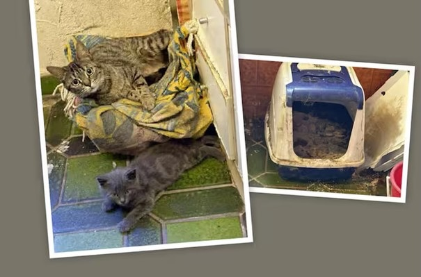 yolandaschultes's tweet photo. Es muss endlich was ändern mit unseren Veterinärämtern und mit den Gesetzen und Strafen es reicht jetzt!!! Die Politik muss jetzt endlich handeln. Es ist eine Schande welche Urteile gesprochen werden!!!
Keine Einzelfälle mehr!!!! Sie häufen sich und gehandelt wird nicht!
Kopie Tierheim Strubeli
Schockierender Tierschutzfall, wieso handelte das Veterinäramt nicht?
Ein schockierender Tierschutzfall ereignete sich letztlich im Zürcher Unterland. Wir haben 9 der Katzen bei uns aufgenommen, tierärztlich versorgt und aufgepäppelt. Viele weitere Katzen wurden auf andere Tierheime verteilt. Für eine der Katzen bei uns kam jede Hilfe zu spät, wir ersparen euch hier die Details, denn es ist einfach zu grausam und so etwas haben wir in über 20 Jahren noch nie gesehen! Warum posten wir diesen Beitrag? Weil wir es wichtig finden, dass unsere Tierschutzgesetze auch vollzogen werden! Tierschutzvereine dürfen ja keine Tiere beschlagnahmen, dies kann nur das Veterinäramt machen. Wenn es so überlastet ist, warum arbeitet es dann nicht einfach enger mit uns Tierschutzvereinen zusammen? Und wie konnte man hier eine Kontrolle machen und alles für «gut» befinden? Da fehlen uns einfach nur noch die Worte und wir könnten schreien und weinen!