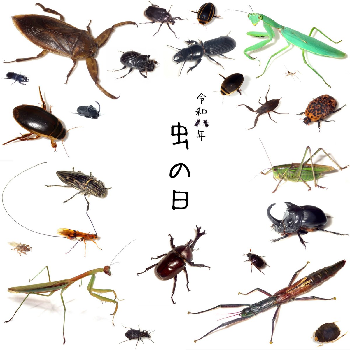 Insect_Bar tweet picture