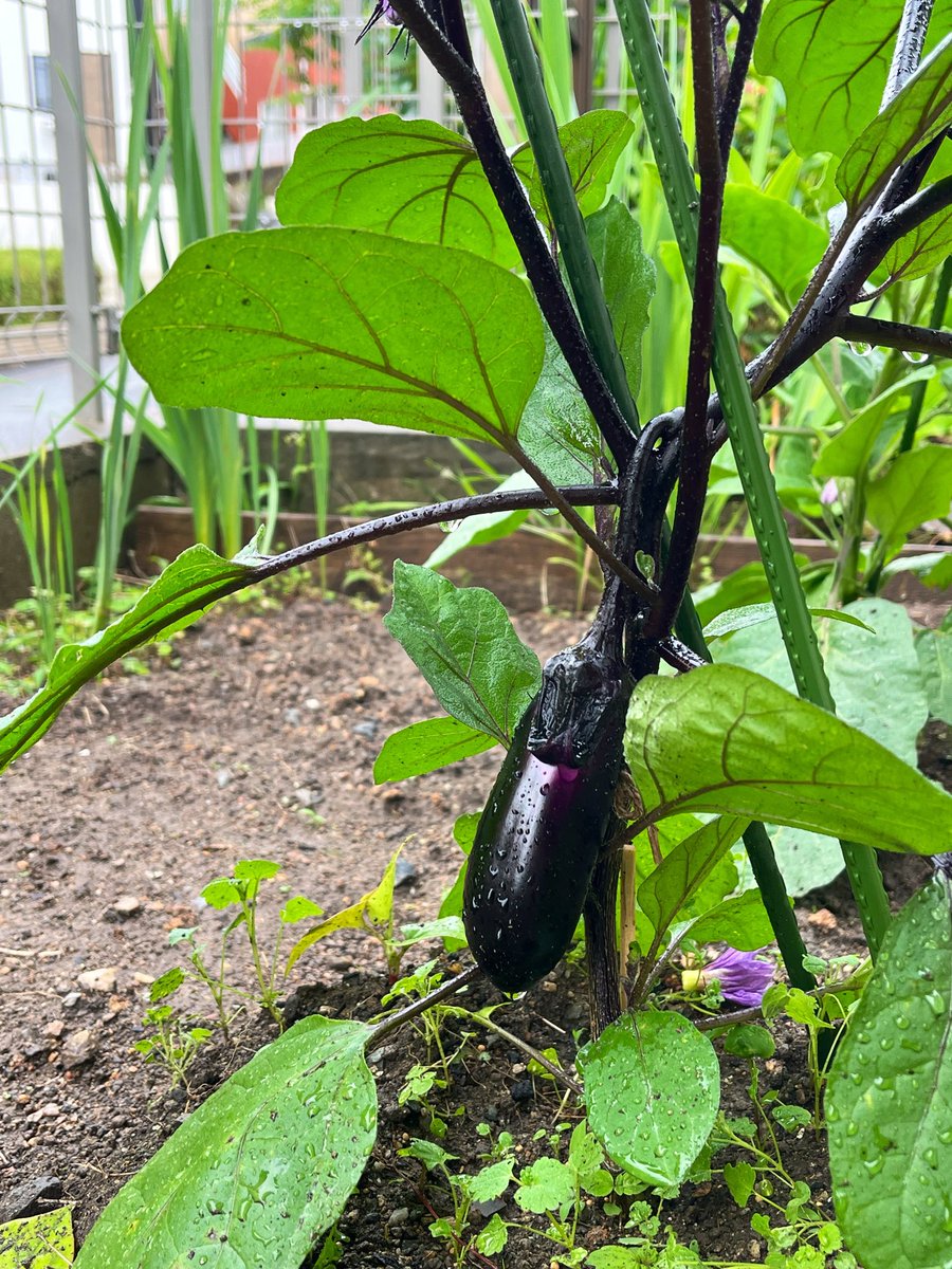 森户国次   肉筆 茄子】 茄子が大きくなってきた🍆 #家庭菜園 #庭さんぼ #ナス