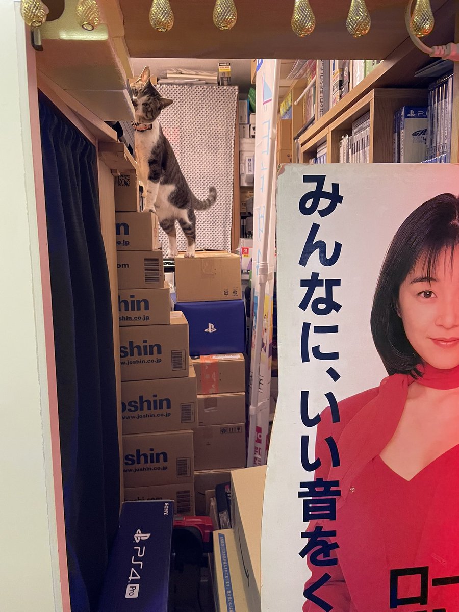 digitalaming's tweet photo. 岡村孝子さんとあみんと
猫ちゃんが大好きです!
佐野ラーメンの宝来軒が好きだった
ゲームは現行機の
PS5、XBOXseriesX、
NintendoSwitch2から
アーケード基板、家庭用ゲーム
携帯ゲーム、ゲームミュージックなど…
#岡村孝子 #あみん #佐野ラーメン
#猫 #保護猫 #Aming https://t.co/FR7LgTAcwf