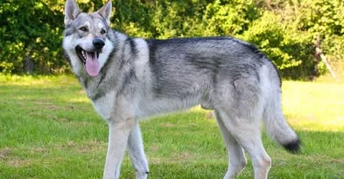 yolandaschultes's tweet photo. Hund lebt weiterhin bei Tierquälerin!!!! Es reicht schon lange! Urteile, Veterinärämter versagen alle wenn es um Tierschutzfälle geht und die Politik macht gar nichts ausser sich brüsten mit strengem Tierschutzgesetzen die aber nicht angewendet werden!
Kopie Anihelp Tierhilfe
Wie kann es sein, dass verurteilte Tierquäler das Tier, welches sie gequält haben und dafür verurteilt wurde, immer noch halten dürfen? Das ist skandalös
Es braucht Veränderungen im Tierschutz!!!
Halterin hängte Wolfshund an die Türfalle und gipste Schnauze ein
Eine junge Frau, die ihren Hund geschlagen und malträtiert hat, ist am Dienstag in Winterthur wegen Tierquälerei zu einer bedingten Geldstrafe verurteilt worden.