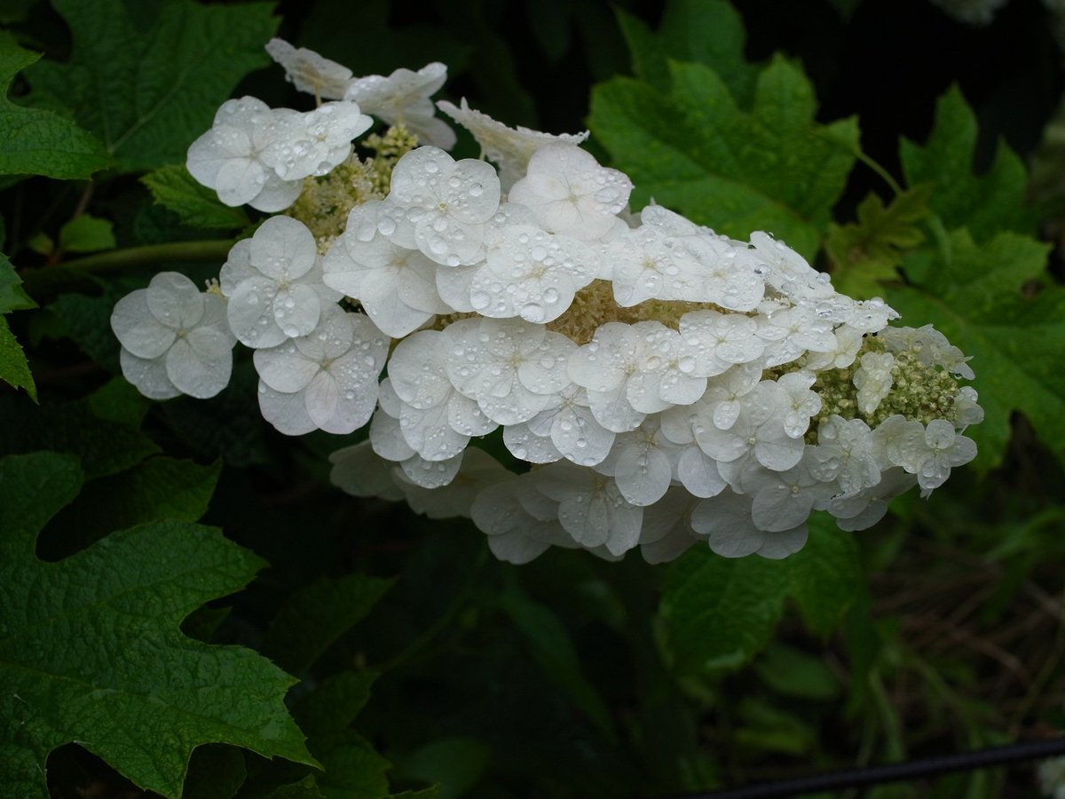 ezoetta's tweet photo. #アジサイ
#紫陽花
#飛鳥山公園
#王子駅

飛鳥山公園その2

梅雨入り前なの��
この場所の全ての種類の花が
咲き揃っているようです。 https://t.co/FcfF55J6Gj