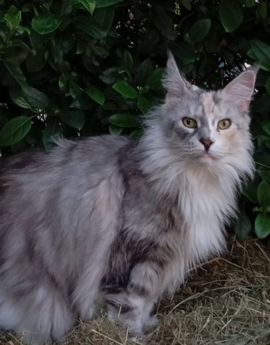 MissingTarn81's tweet photo. 04.06.26 Perdue chatte tigré/gris/blanc, un peu de roux, poils longs, à Aussillon (vers Bld du Languedoc). "Artémis". Pucée. Contact : https://t.co/V7kbXasCYQ #Tarn #chat https://t.co/4mgBayj7oz