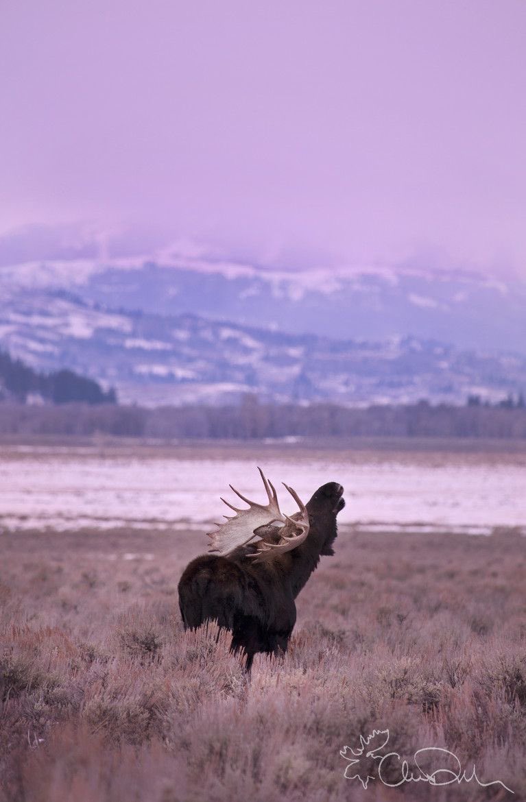 mooseincrisis's tweet photo. The Mountain Monarch Says Good morning https://t.co/aEFF1f7HZY