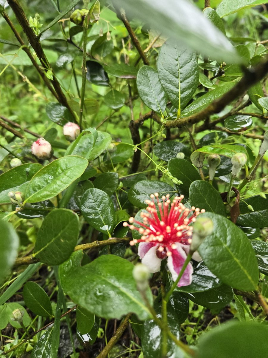 tsuritsuka's tweet photo. トラスクが開花した！！🌸美味しくなるかなー🤔ゴールデングース、アハートはまだまだ結実しなさそうだな🤔
#フェイジョア https://t.co/TqI7ZngICQ