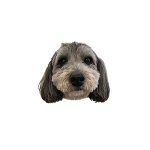 pumpkinghost's tweet photo. これは今日の配信で使う大事な素材です。 https://t.co/PSoCK56zFh