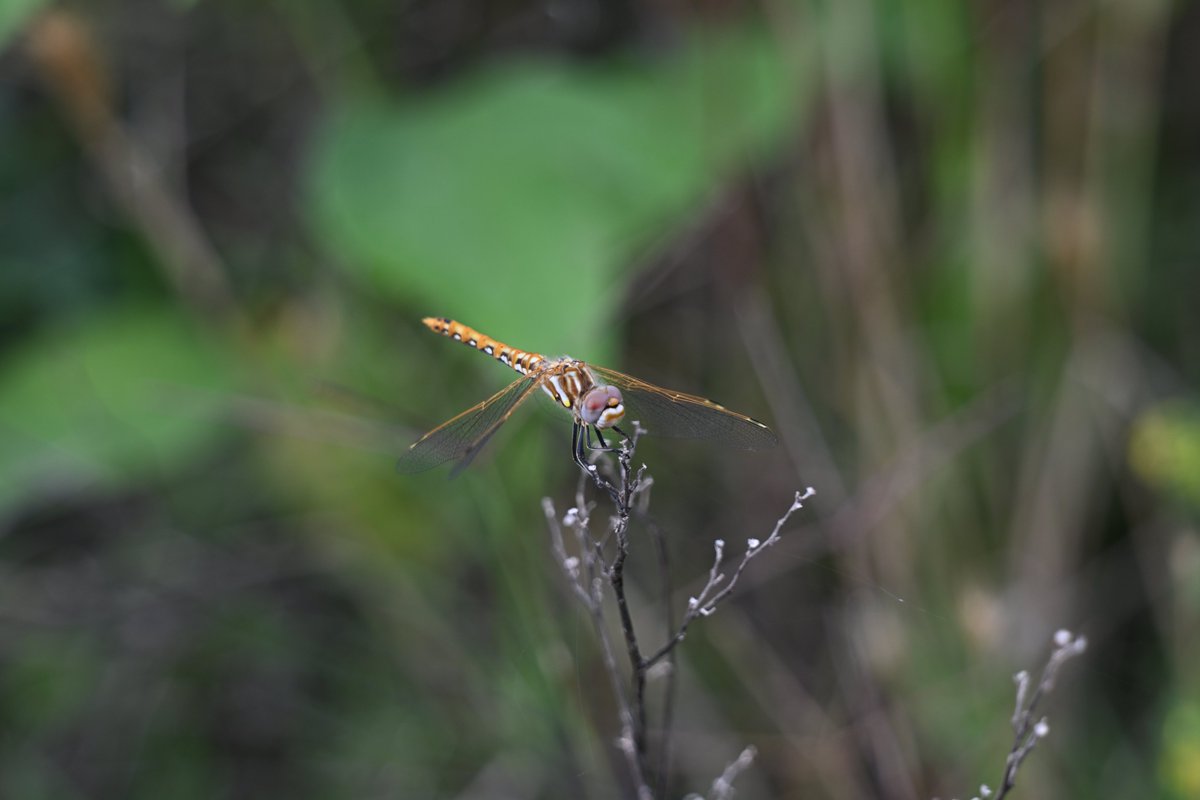 Huginn767's tweet photo. #InsectThursday

Amberwing Dragonfly (I believe) https://t.co/lThFNNoisp