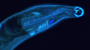 Quomi8's tweet photo. Engineered hookworms could one day act as living drug factories inside the body.
Read more https://t.co/fU3Vs3tSDQ
#quomi #quomiprofessionals #Biotech #GeneticEngineering #Medicine #DrugDelivery #ScienceNews #patientcare #healthcare https://t.co/VIPrh6mYj2