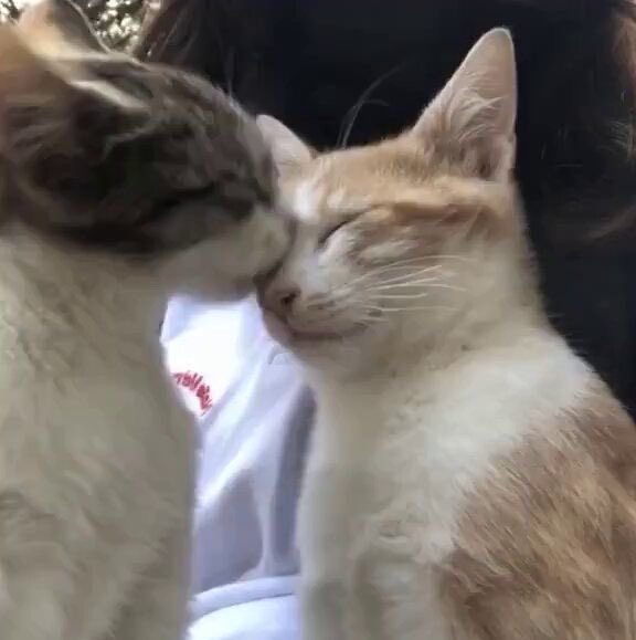 luverruks's tweet photo. 😽😸 https://t.co/MvwTtfiKvR